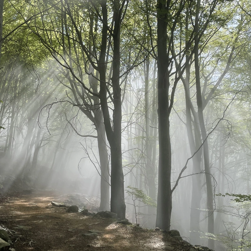 F.sylvatica forest